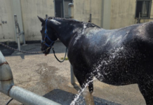탈수·열사병 막는 ‘여름철 말 관리법’