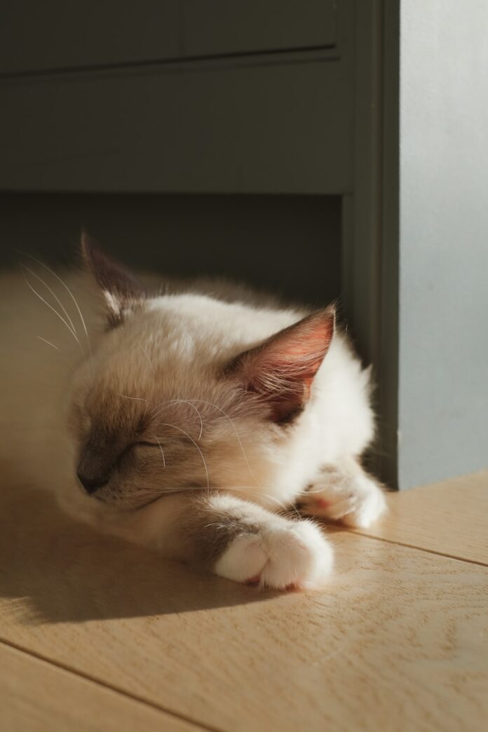 white and brown cat on brown floor