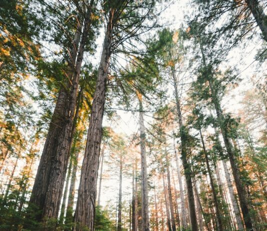 뇌건강, 일상에서 실천하는 새로운 루틴 woman walking near plants and tall trees during daytime
