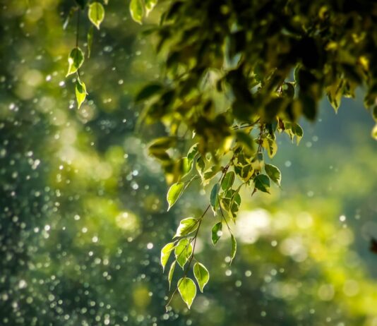 일상의 작은 변화, 웰니스 문화가 가져오는 건강한 바람 selective focus photo of green vine