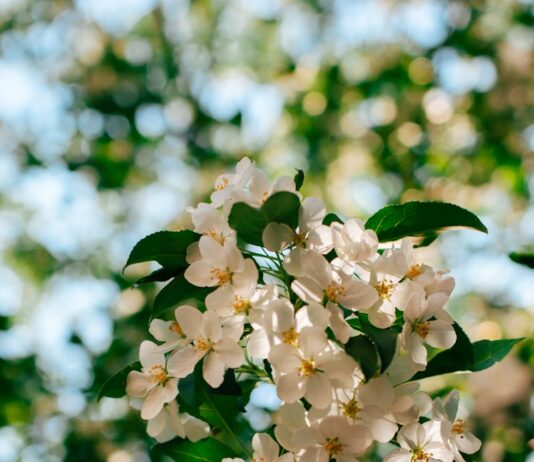 뇌 건강, 일상 속 작은 변화로 지키자…한국인 맞춤 실천법 주목 Sunlit white apple blossoms against a blurred green background.