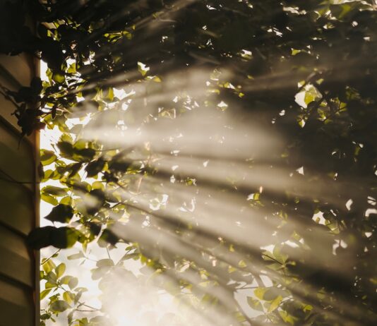 만성피로, 일상 속 작은 변화로 벗어나자 sun rays coming through trees